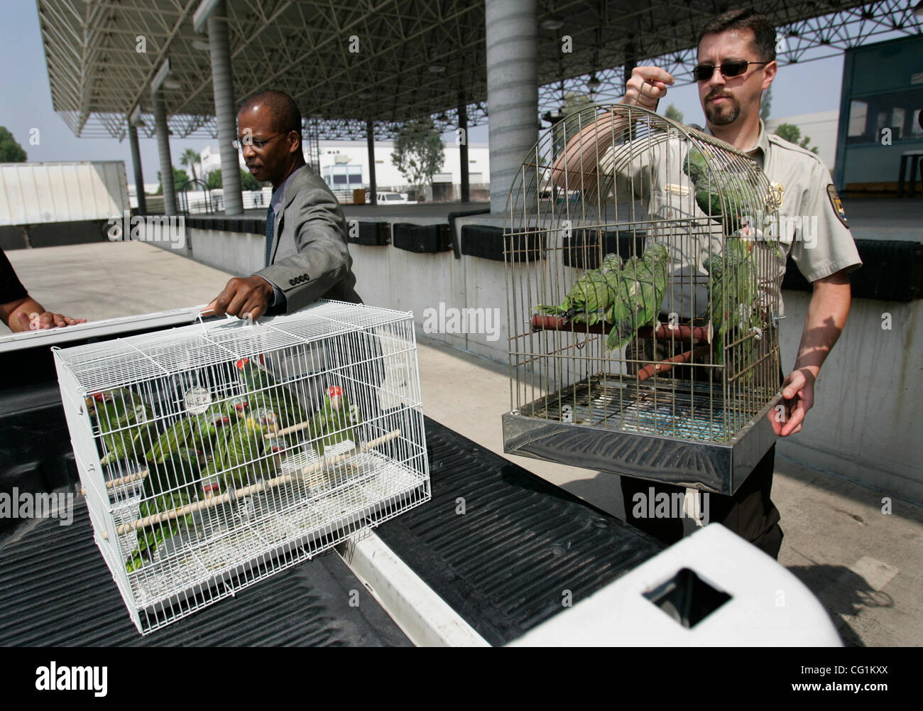 22 août 2007, Otay Mesa, Californie, USA. JOHN BROOKS, agent spécial, et MICHAEL MUEHLBAUER, un inspecteur de la faune, à droite, à la fois avec le U.S. Fish and Wildlife Service, chargé des cages contenant un total de 149 perroquets exotiques confisqués à des contrebandiers à la frontière américaine avec le Mexique, dans des camions Mercredi Banque D'Images