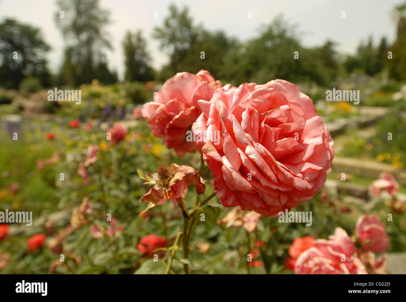 Une multitude de roses fleurissent dans la section la plus chaude, la plus ensoleillée de l'ancien cimetière de la ville situé à Sacramento, le 10 mai 2007. Sacramento Bee/ faible Florence Banque D'Images