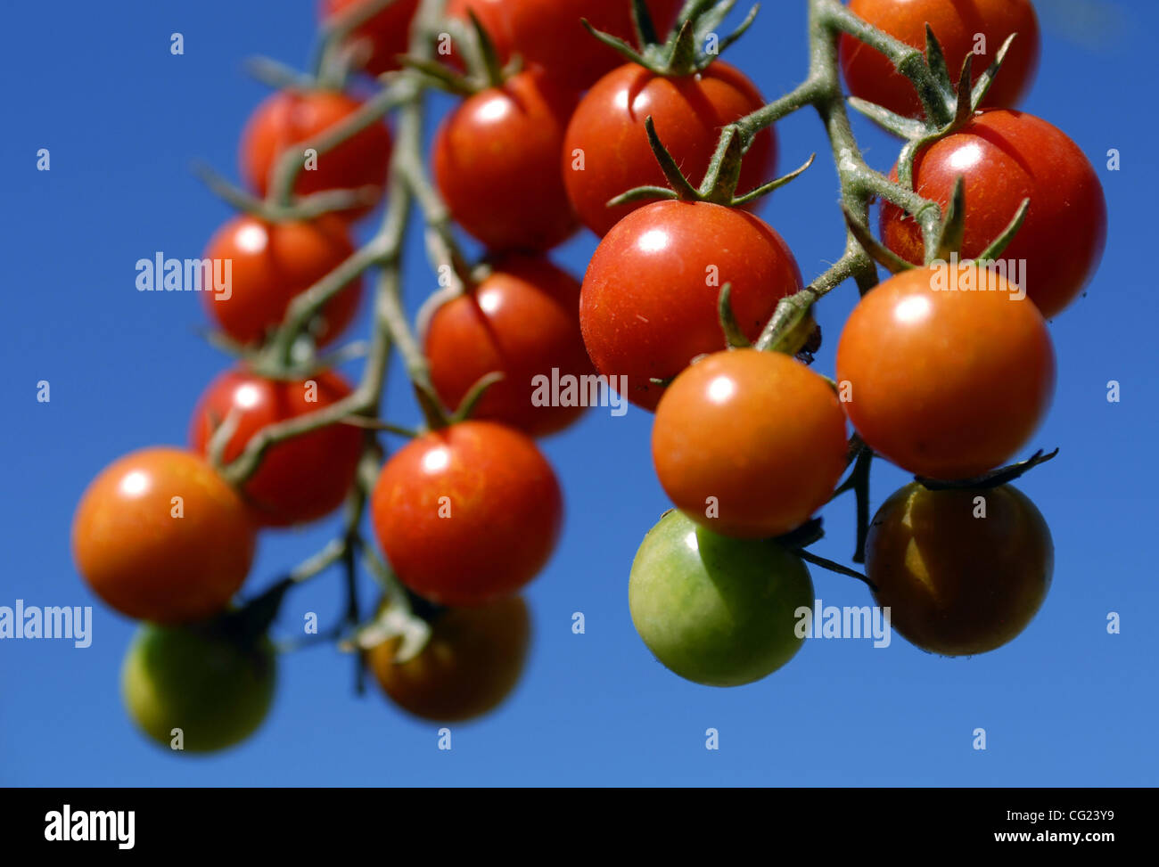 Les tomates à différents stades de maturité, cultivés dans le jardin de l'abeille à Pat Rubin's Auburn home, le 27 juillet 2007. Sacramento Bee/ faible Florence Banque D'Images
