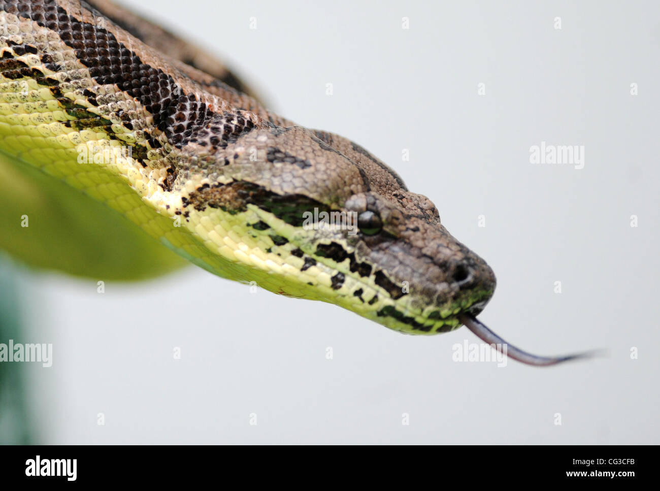 Un serpent boa Dumerils pendant le Zoo de Londres prendre stock annuel, où chaque oiseau, bête, bug et le poisson est compté. Le zoo abrite 600 espèces différentes et des dizaines de milliers de créatures. Londres, Angleterre - 04.01.11 Obligatoire Crédit : Zak Hussein/WENN.com Banque D'Images
