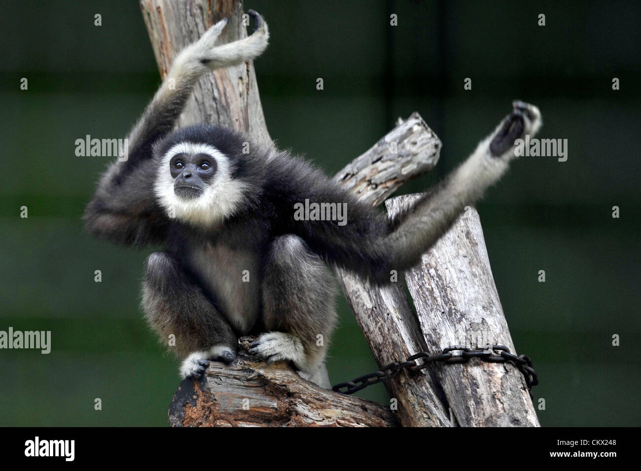 Kuala Lumpur, Malaisie. Samedi 25 Août, 2012. Une main blanche se trouve dans son enclos gibbon au National Zoo à Kuala Lumpur. Une nouvelle étude menée par des scientifiques japonais montre que le chant des gibbons utilisent les mêmes techniques vocales comme des chanteurs d'opéra soprano. Banque D'Images