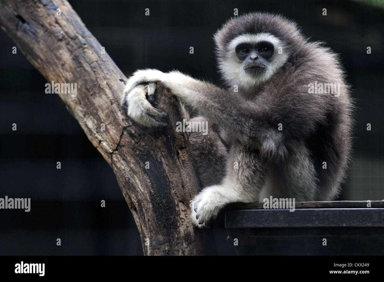 Kuala Lumpur, Malaisie. Samedi 25 Août, 2012. Une main blanche se trouve dans son enclos gibbon au National Zoo à Kuala Lumpur. Une nouvelle étude menée par des scientifiques japonais montre que le chant des gibbons utilisent les mêmes techniques vocales comme des chanteurs d'opéra soprano. Banque D'Images