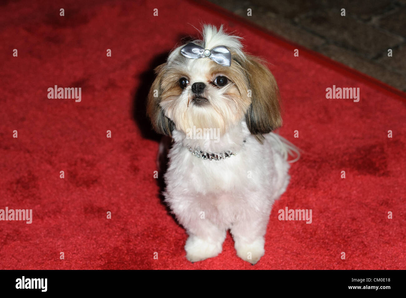 7 septembre 2012 - Toronto, Ontario, Canada - Bonny LE CHIEN assiste à la même 'psychopathes' premiere pendant le Festival International du Film de Toronto 2012 tenue à Ryerson Theatre Le 7 septembre 2012 à Toronto, Canada (crédit Image : ©/ZUMAPRESS.com) Vidyashev Igor Banque D'Images