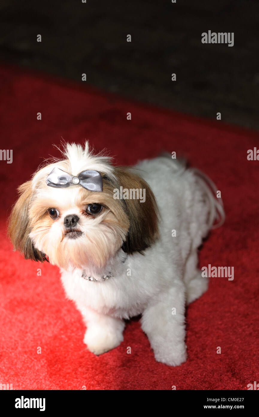 7 septembre 2012 - Toronto, Ontario, Canada - Bonny LE CHIEN assiste à la même 'psychopathes' premiere pendant le Festival International du Film de Toronto 2012 tenue à Ryerson Theatre Le 7 septembre 2012 à Toronto, Canada (crédit Image : ©/ZUMAPRESS.com) Vidyashev Igor Banque D'Images