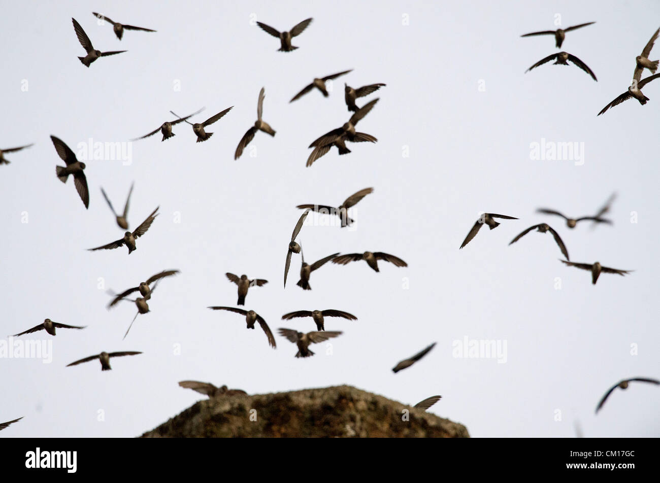 10 septembre 2012 - Roseburg, Oregon, États-Unis - Juste après le coucher du soleil, des milliers de Martinets de Vaux descendre dans une cheminée inutilisée à un community arts centre de Roseburg. Les oiseaux, aussi connu comme les Martinets ramoneurs, utilisez la cheminée comme une escale place sur leur migration annuelle d'automne à partir de leurs zones de reproduction estivale dans le nord-ouest de l'Amérique du Nord à leurs quartiers d'hiver en Amérique centrale et du Sud (crédit Image : © Loznak ZUMAPRESS.com)/Robin Banque D'Images
