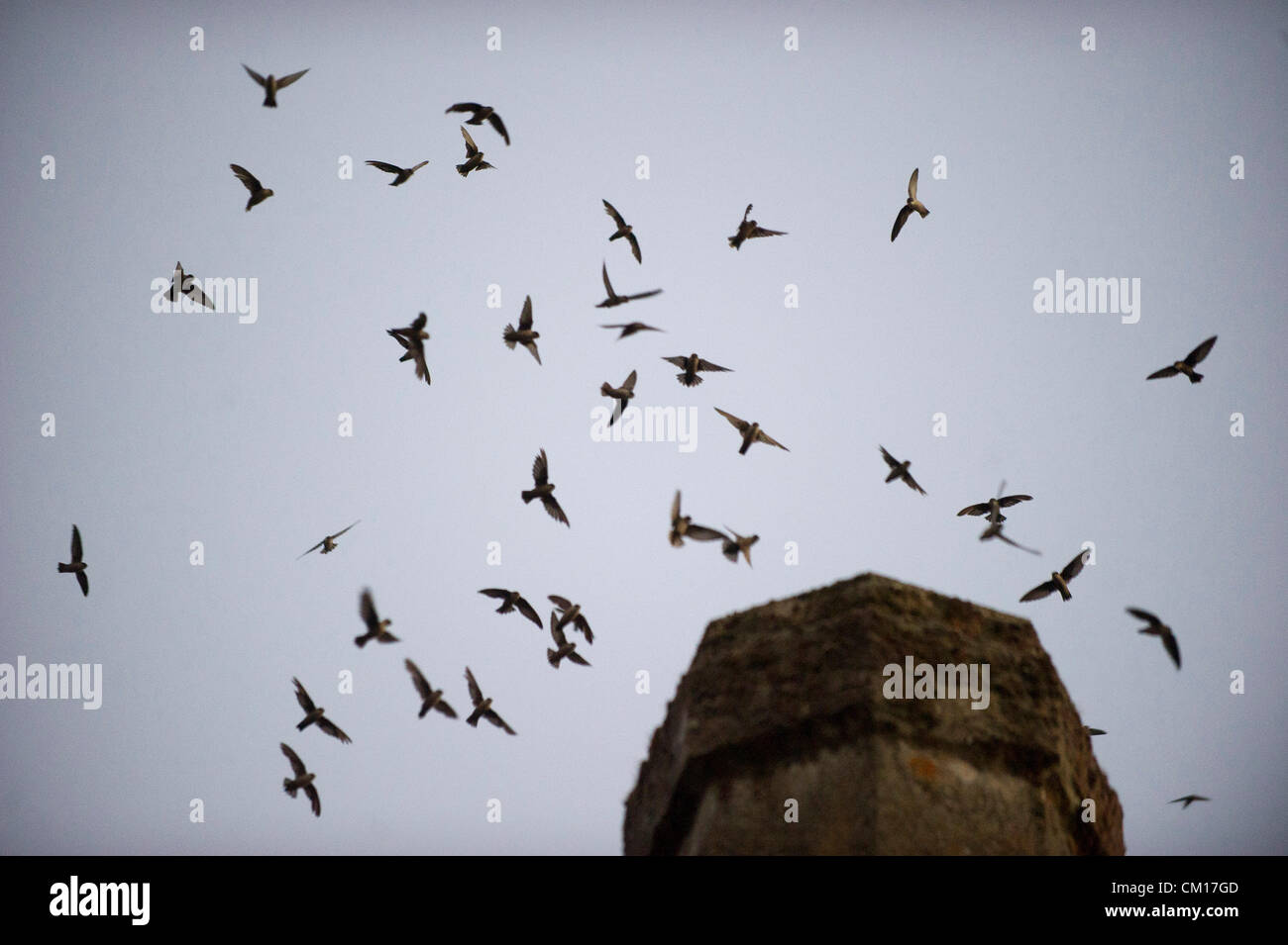 Le 11 septembre 2012 - Roseburg, Oregon, États-Unis - Juste après le coucher du soleil, des milliers de Martinets de Vaux descendre dans une cheminée inutilisée à un community arts centre de Roseburg. Les oiseaux, aussi connu comme les Martinets ramoneurs, utilisez la cheminée comme une escale place sur leur migration annuelle d'automne à partir de leurs zones de reproduction estivale dans le nord-ouest de l'Amérique du Nord à leurs quartiers d'hiver en Amérique centrale et du Sud (crédit Image : © Loznak ZUMAPRESS.com)/Robin Banque D'Images