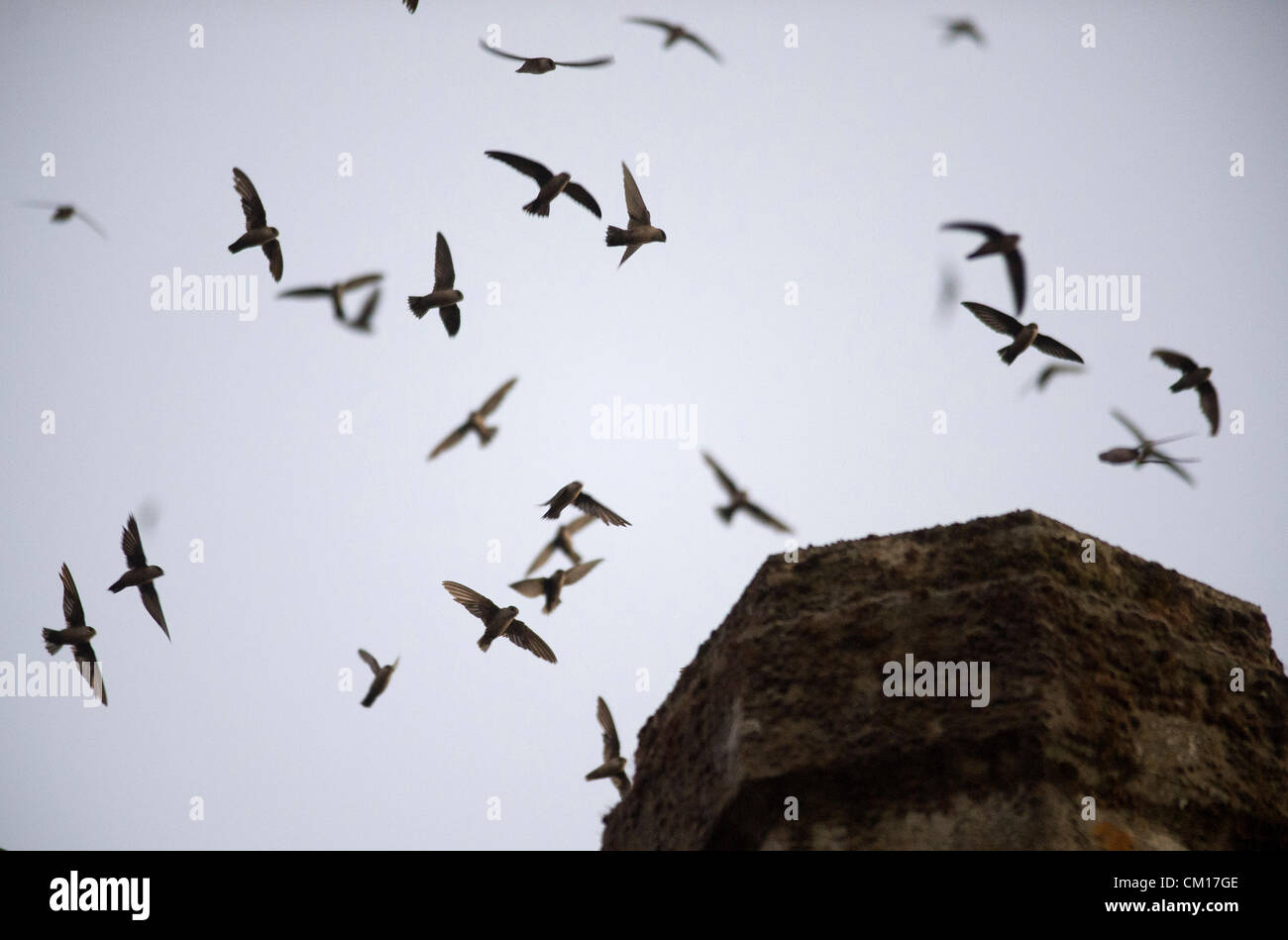 Le 11 septembre 2012 - Roseburg, Oregon, États-Unis - Juste après le coucher du soleil, des milliers de Martinets de Vaux descendre dans une cheminée inutilisée à un community arts centre de Roseburg. Les oiseaux, aussi connu comme les Martinets ramoneurs, utilisez la cheminée comme une escale place sur leur migration annuelle d'automne à partir de leurs zones de reproduction estivale dans le nord-ouest de l'Amérique du Nord à leurs quartiers d'hiver en Amérique centrale et du Sud (crédit Image : © Loznak ZUMAPRESS.com)/Robin Banque D'Images