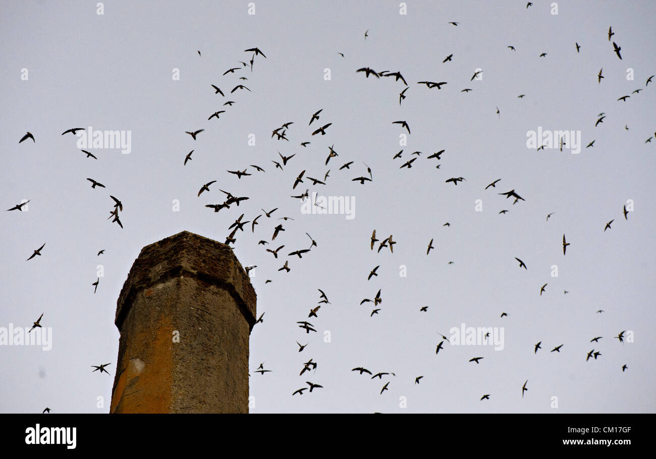10 septembre 2012 - Roseburg, Oregon, États-Unis - Juste après le coucher du soleil, des milliers de Martinets de Vaux descendre dans une cheminée inutilisée à un community arts centre de Roseburg. Les oiseaux, aussi connu comme les Martinets ramoneurs, utilisez la cheminée comme une escale place sur leur migration annuelle d'automne à partir de leurs zones de reproduction estivale dans le nord-ouest de l'Amérique du Nord à leurs quartiers d'hiver en Amérique centrale et du Sud (crédit Image : © Loznak ZUMAPRESS.com)/Robin Banque D'Images