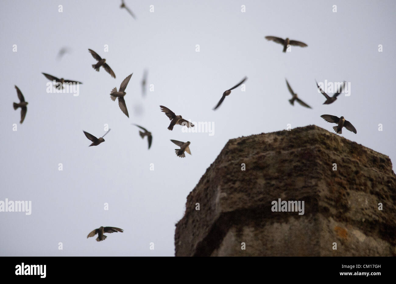 Le 11 septembre 2012 - Roseburg, Oregon, États-Unis - Juste après le coucher du soleil, des milliers de Martinets de Vaux descendre dans une cheminée inutilisée à un community arts centre de Roseburg. Les oiseaux, aussi connu comme les Martinets ramoneurs, utilisez la cheminée comme une escale place sur leur migration annuelle d'automne à partir de leurs zones de reproduction estivale dans le nord-ouest de l'Amérique du Nord à leurs quartiers d'hiver en Amérique centrale et du Sud (crédit Image : © Loznak ZUMAPRESS.com)/Robin Banque D'Images