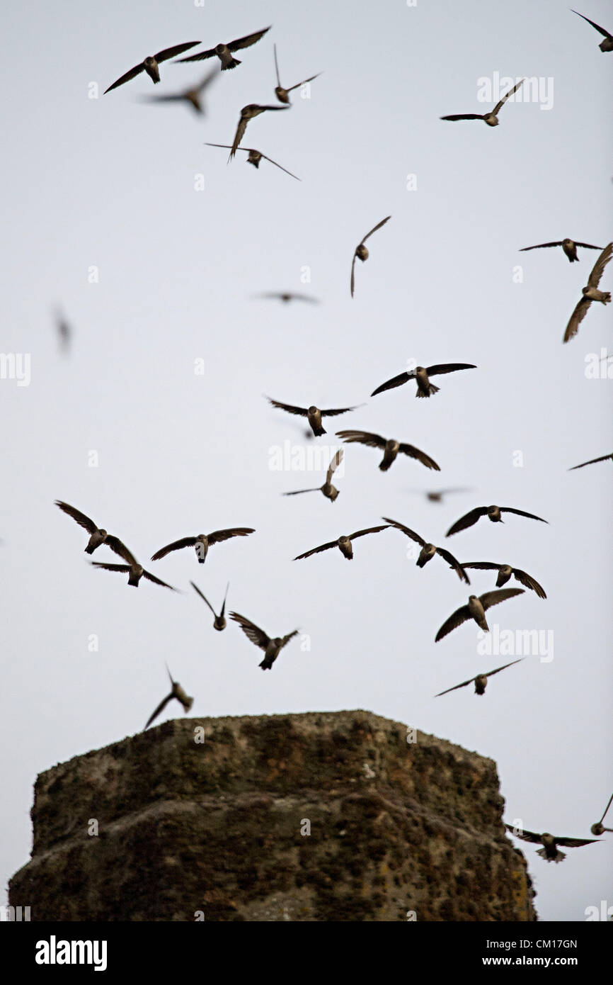 10 septembre 2012 - Roseburg, Oregon, États-Unis - Juste après le coucher du soleil, des milliers de Martinets de Vaux descendre dans une cheminée inutilisée à un community arts centre de Roseburg. Les oiseaux, aussi connu comme les Martinets ramoneurs, utilisez la cheminée comme une escale place sur leur migration annuelle d'automne à partir de leurs zones de reproduction estivale dans le nord-ouest de l'Amérique du Nord à leurs quartiers d'hiver en Amérique centrale et du Sud (crédit Image : © Loznak ZUMAPRESS.com)/Robin Banque D'Images