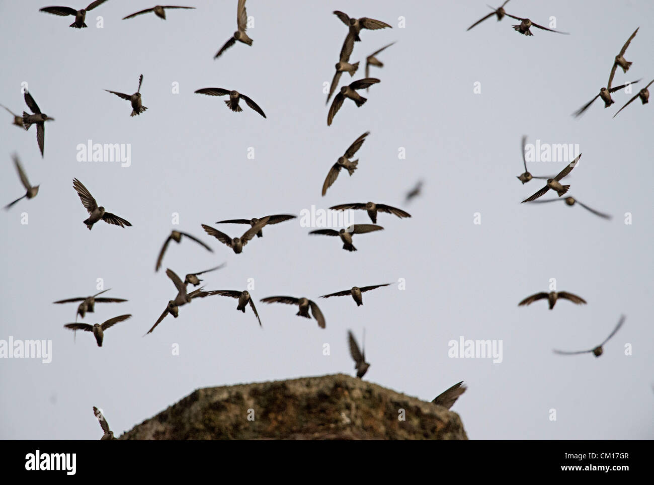 10 septembre 2012 - Roseburg, Oregon, États-Unis - Juste après le coucher du soleil, des milliers de Martinets de Vaux descendre dans une cheminée inutilisée à un community arts centre de Roseburg. Les oiseaux, aussi connu comme les Martinets ramoneurs, utilisez la cheminée comme une escale place sur leur migration annuelle d'automne à partir de leurs zones de reproduction estivale dans le nord-ouest de l'Amérique du Nord à leurs quartiers d'hiver en Amérique centrale et du Sud (crédit Image : © Loznak ZUMAPRESS.com)/Robin Banque D'Images