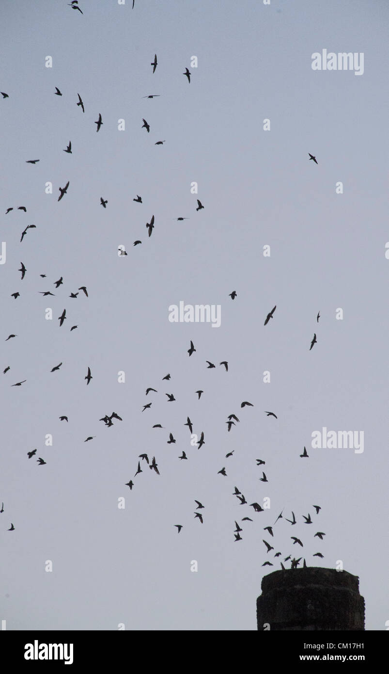 Le 11 septembre 2012 - Roseburg, Oregon, États-Unis - Juste après le coucher du soleil, des milliers de Martinets de Vaux descendre dans une cheminée inutilisée à un community arts centre de Roseburg. Les oiseaux, aussi connu comme les Martinets ramoneurs, utilisez la cheminée comme une escale place sur leur migration annuelle d'automne à partir de leurs zones de reproduction estivale dans le nord-ouest de l'Amérique du Nord à leurs quartiers d'hiver en Amérique centrale et du Sud (crédit Image : © Loznak ZUMAPRESS.com)/Robin Banque D'Images