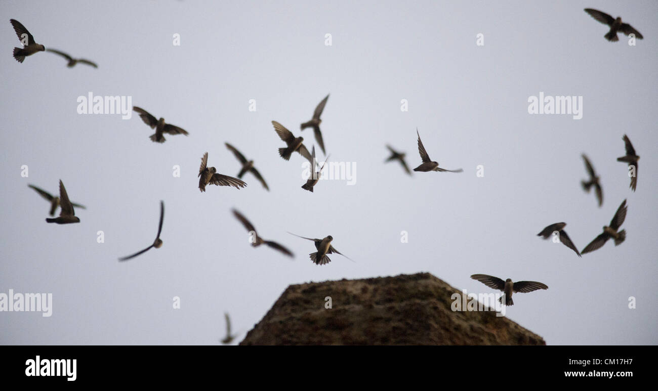 Le 11 septembre 2012 - Roseburg, Oregon, États-Unis - Juste après le coucher du soleil, des milliers de Martinets de Vaux descendre dans une cheminée inutilisée à un community arts centre de Roseburg. Les oiseaux, aussi connu comme les Martinets ramoneurs, utilisez la cheminée comme une escale place sur leur migration annuelle d'automne à partir de leurs zones de reproduction estivale dans le nord-ouest de l'Amérique du Nord à leurs quartiers d'hiver en Amérique centrale et du Sud (crédit Image : © Loznak ZUMAPRESS.com)/Robin Banque D'Images