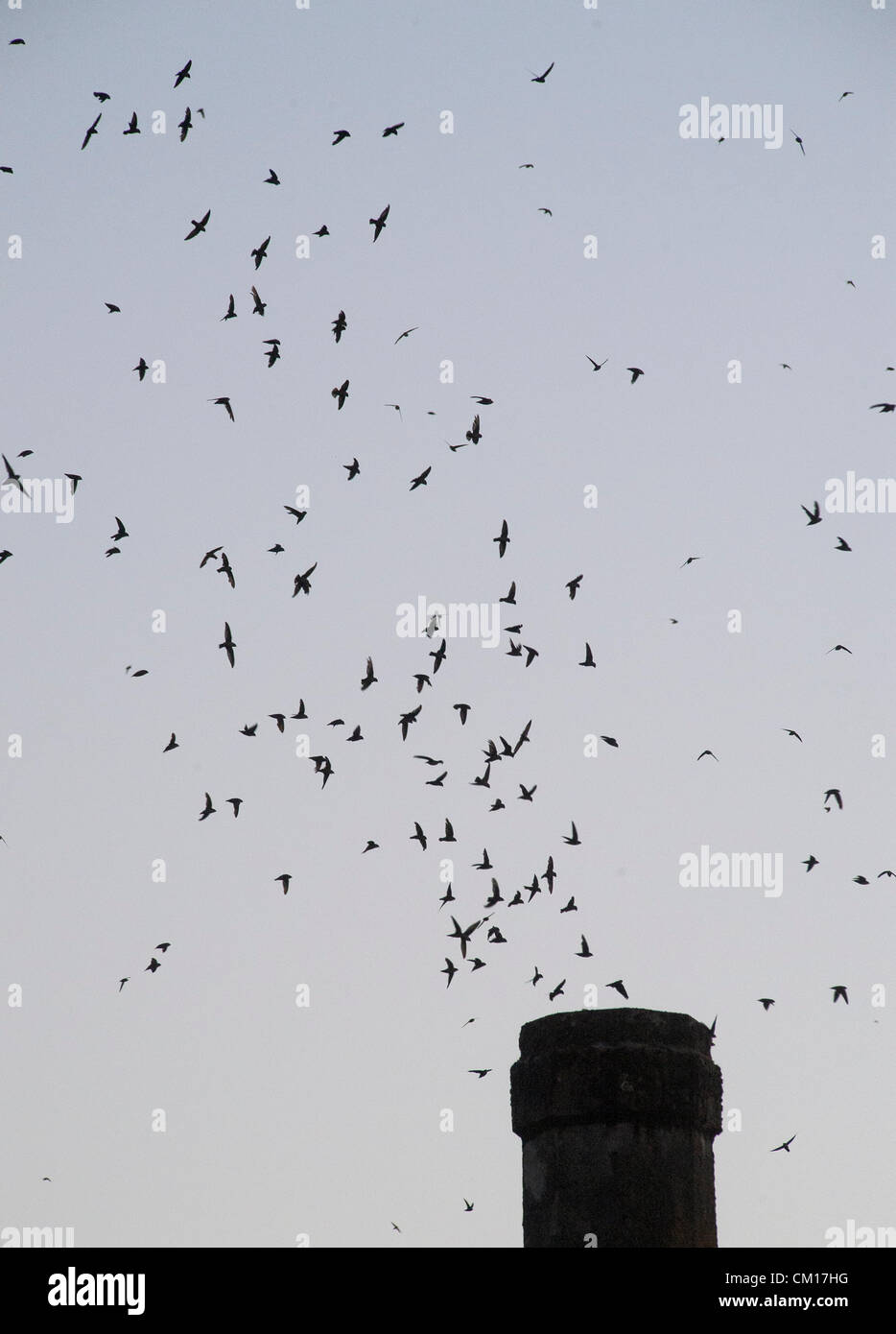 Le 11 septembre 2012 - Roseburg, Oregon, États-Unis - Juste après le coucher du soleil, des milliers de Martinets de Vaux descendre dans une cheminée inutilisée à un community arts centre de Roseburg. Les oiseaux, aussi connu comme les Martinets ramoneurs, utilisez la cheminée comme une escale place sur leur migration annuelle d'automne à partir de leurs zones de reproduction estivale dans le nord-ouest de l'Amérique du Nord à leurs quartiers d'hiver en Amérique centrale et du Sud (crédit Image : © Loznak ZUMAPRESS.com)/Robin Banque D'Images