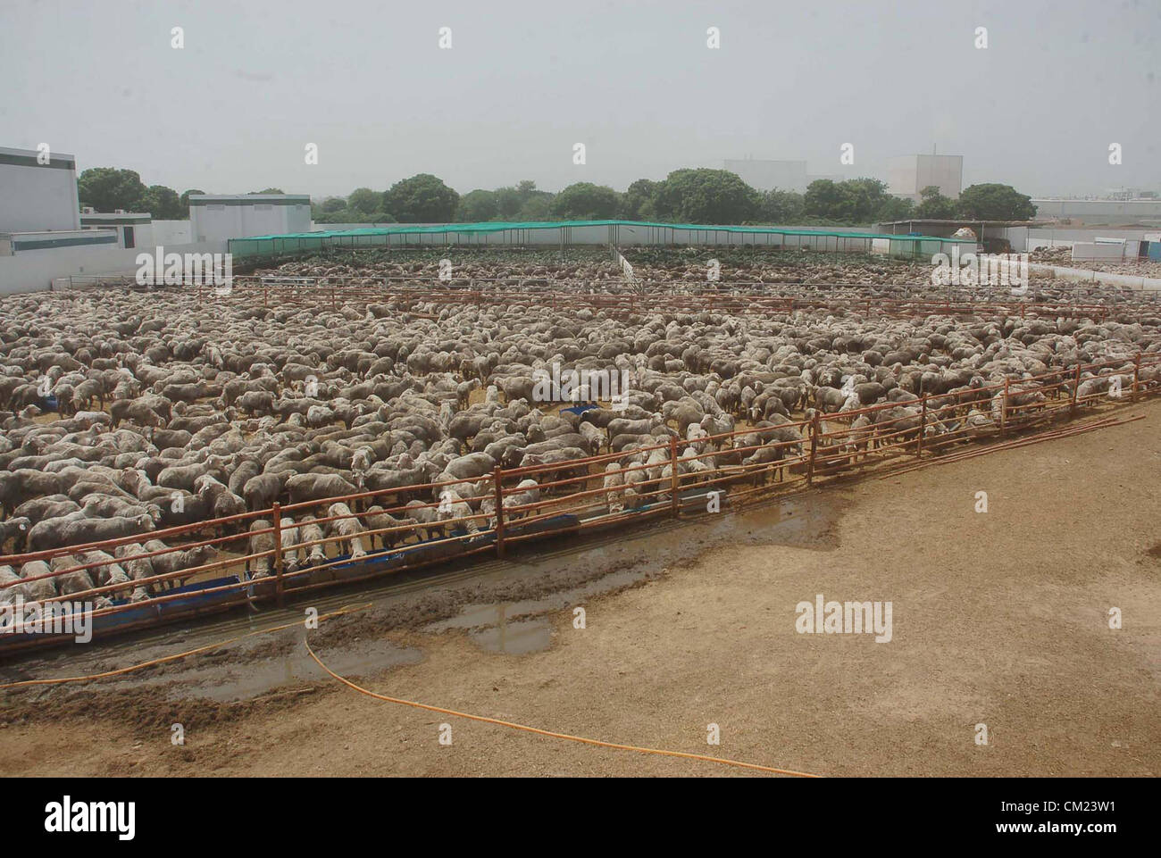 KARACHI, PAKISTAN, 17 sept : la fièvre aphteuse Scabby moutons australiens infectés à Live Stock Farm, dans Razzaqabad Karachi le lundi, Septembre 17, 2012. Gouvernement du Sind ont décidé le dimanche à abattre plus de 21 000 moutons australiens importés et le processus de mise à mort des animaux et les enterrer ont commencé tard dans la nuit dans Razzaqabad au milieu de la zone de sécurité. (S.Imran Ali/PPI Images). Banque D'Images