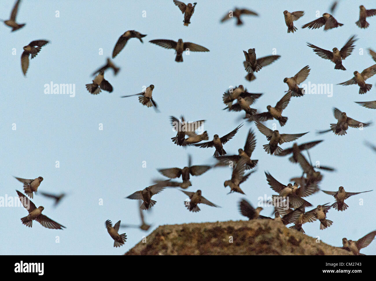 17 septembre 2012 - Roseburg, Oregon, États-Unis - Juste après le coucher du soleil, des milliers de Martinets de Vaux descendre dans une cheminée inutilisée à un centre d'arts communautaires de Roseburg, Oregon Les oiseaux, aussi connu comme les Martinets ramoneurs, utilisez la cheminée comme une escale place sur leur migration annuelle d'automne à partir de leurs zones de reproduction estivale dans le nord-ouest de l'Amérique du Nord à leurs quartiers d'hiver en Amérique centrale et du Sud (crédit Image : © Loznak ZUMAPRESS.com)/Robin Banque D'Images