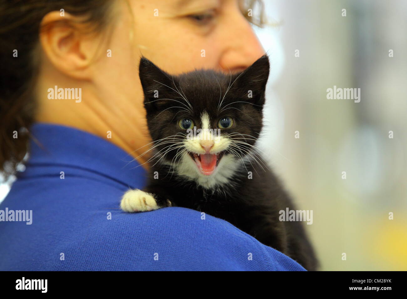Lundi 17 Septembre 12 Photo Shell Le Chaton Avec Sue Dobbs A Cats Protection Center A Bridgend Galles Du Sud Re A 10 Semaines Chaton A Eu Une Chance S Echapper