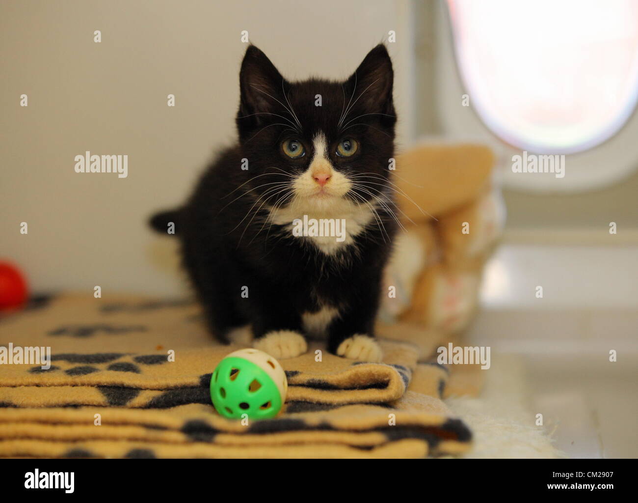 Lundi 17 Septembre 12 Photo Shell Le Chaton Au Centre De Protection De Chats A Bridgend Galles Du Sud Re A 10 Semaines Chaton A Eu Une Chance S Echapper Apres