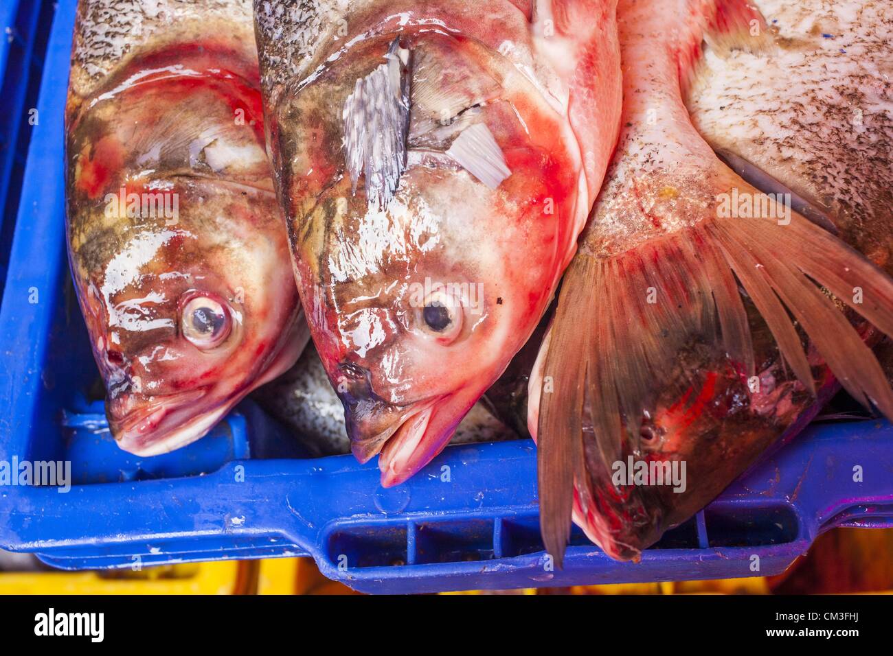 26 septembre 2012 - Bangkok, Thaïlande - le poisson frais à vendre à Khlong Toey Market à Bangkok. Khlong Toey (également appelé Khlong Toei) Marché est l'un des plus importants marchés ''wet'' en Thaïlande. Le marché est situé au milieu d'un des plus grands bidonvilles de Bangkok et à proximité de la ville d'origine du port en eau profonde. Des milliers de personnes vivent dans le bidonville voisin. Des milliers d'autres shop dans le vaste marché pour les fruits et légumes frais et la viande, le poisson et la volaille. (Crédit Image : © Jack Kurtz/ZUMAPRESS.com) Banque D'Images