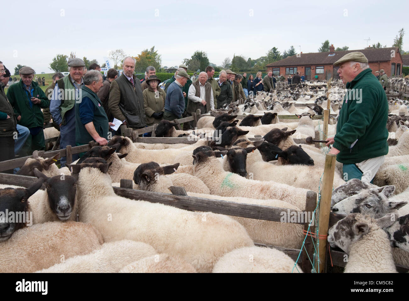 Corby Glen,Lincolnshire 8.10.2012 : les agriculteurs apportent leurs moutons à la 775e Corby Glen juste des moutons dans le Lincolnshire.La foire la plus ancienne foire de moutons en Angleterre a lieu dans le village dans le cadre d'un week-end d'active pour célébrer la foire annuelle. Banque D'Images
