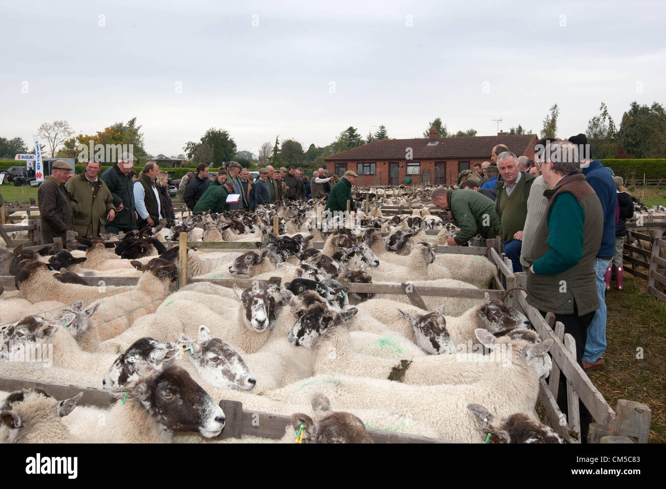 Corby Glen,Lincolnshire 8.10.2012 : les agriculteurs apportent leurs moutons à la 775e Corby Glen juste des moutons dans le Lincolnshire.La foire la plus ancienne foire de moutons en Angleterre a lieu dans le village dans le cadre d'un week-end d'active pour célébrer la foire annuelle. Banque D'Images