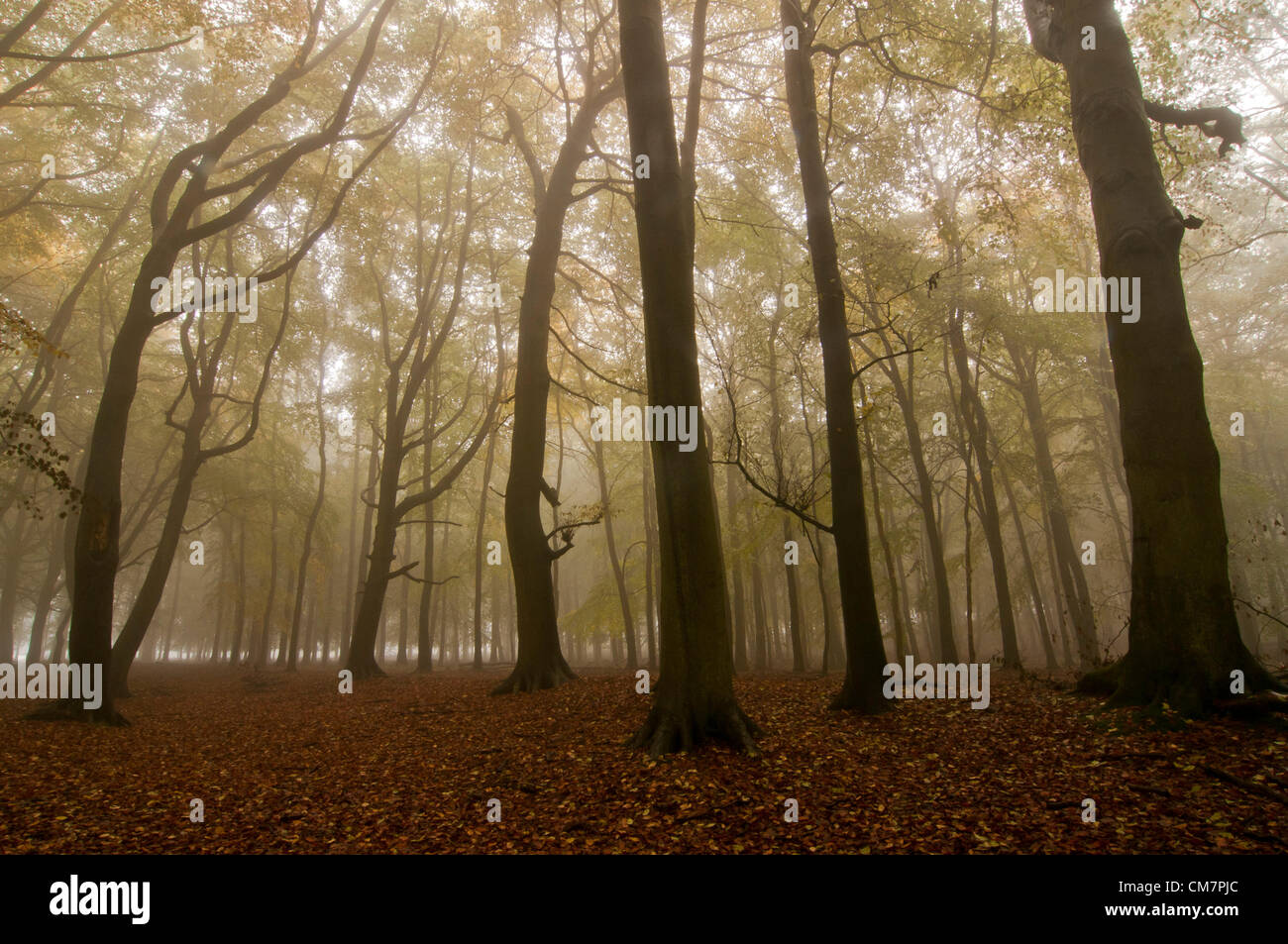 Dockey, Ashridge Estate Bois, Hertfordshire, Royaume-Uni, 23 octobre 2012. Un épais brouillard couvertures une grande partie de l'UK pour la deuxième journée consécutive, y compris ce bois de hêtre d'automne. Crédit photo Stephen Chung Banque D'Images