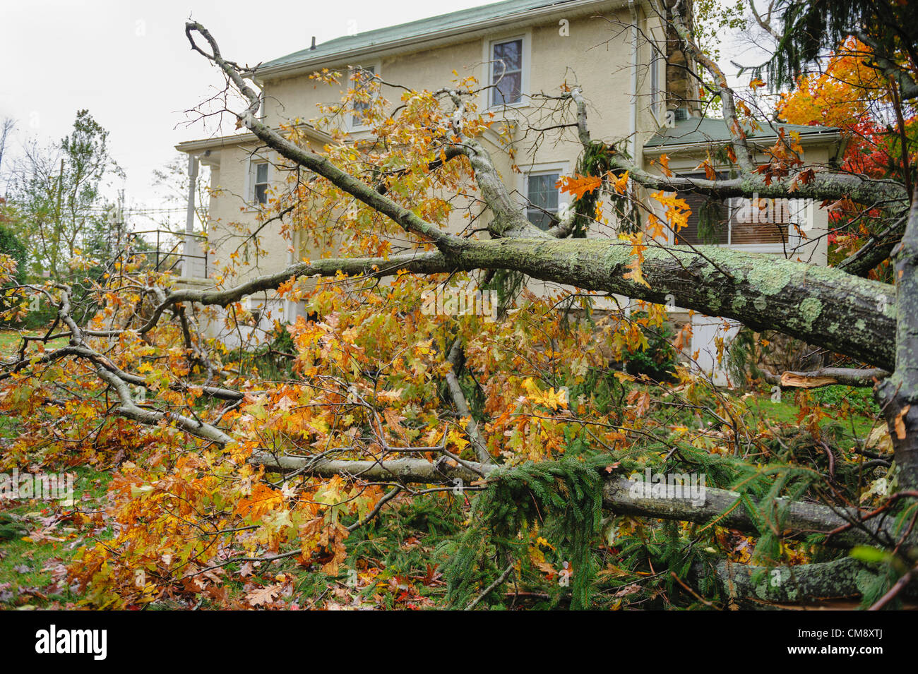 Chappaqua, NY, USA 30 Oct 2012 : Vents de force ouragan de l'Ouragan Sandy a frappé le comté de Westchester à New York lundi. Les arbres tombés ont causé les dommages les plus graves dans les villes non pas sur l'eau, comme on le voit ici le jour après la tempête. Au moins 150 grands arbres ont été abattu à Chappaqua NY. ici un arbre de chêne du voisin a frappé une maison et deux voitures, causant des dommages matériels mais pas de blessés. Ailleurs dans l'Hudson Valley trois personnes, dont deux enfants, est mort quand les arbres sont tombés sur les maisons. Banque D'Images