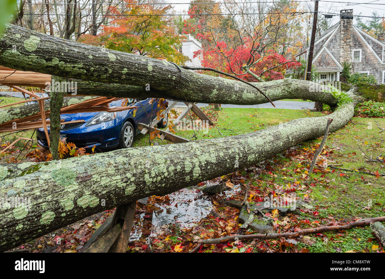 Chappaqua, NY, USA 30 Oct 2012 : Le jour après des vents violents de l'Ouragan Sandy a frappé le comté de Westchester, New York les dommages causés par l'ouragan tropical était évidente. Les arbres tombés ont causé les dommages les plus graves dans les villes non pas sur l'eau, comme on le voit ici. Au moins 150 grands arbres ont été abattu à Chappaqua NY. ici un arbre de chêne du voisin a été complètement déraciné causant des dommages matériels mais pas de blessés. Ailleurs dans les environs trois personnes, dont deux enfants, est mort quand les arbres sont tombés sur les maisons. Banque D'Images