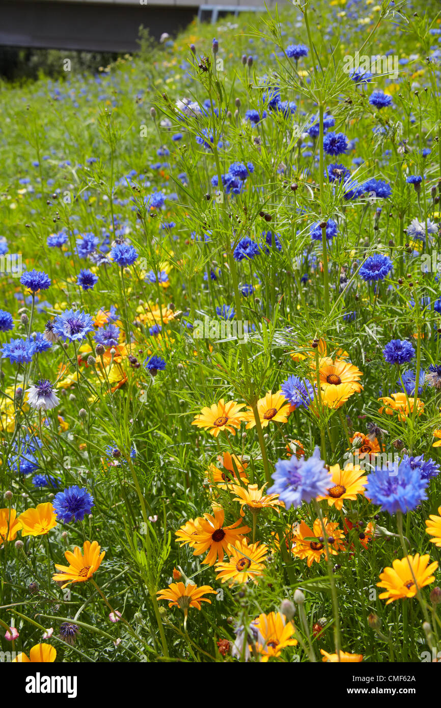 La grande prairie de fleurs sauvages Jardin fleurs au Parc olympique, site des Jeux Olympiques de 2012 à Londres, Stratford London E20, Royaume-Uni Banque D'Images