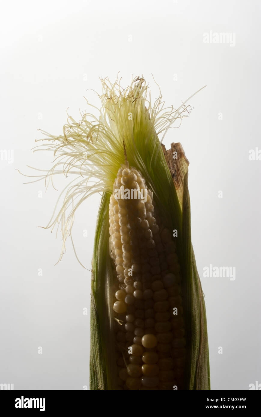 Aug,3,2012 - USA - sécheresse - Épi de maïs doux montre l'eau Stress, moins de grains par rangée, comme la pire sécheresse aux États-Unis en plus de 50 ans s'intensifie. Banque D'Images