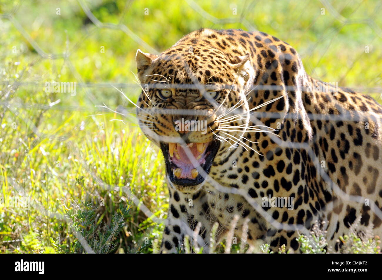 16e Août 2012. EASTERN CAPE, AFRIQUE DU SUD : le léopard comme il le réunit avec Alberto Lena le 16 août 2012 à la Shamwari Game Reserve de Eastern Cape, Afrique du Sud. Lena a secouru le Leopard à partir d'un opérateur illégal en Côte d'Ivoire il y a 13 ans. (Photo par Gallo Images / The Herald / Eugene Coetzee) Banque D'Images