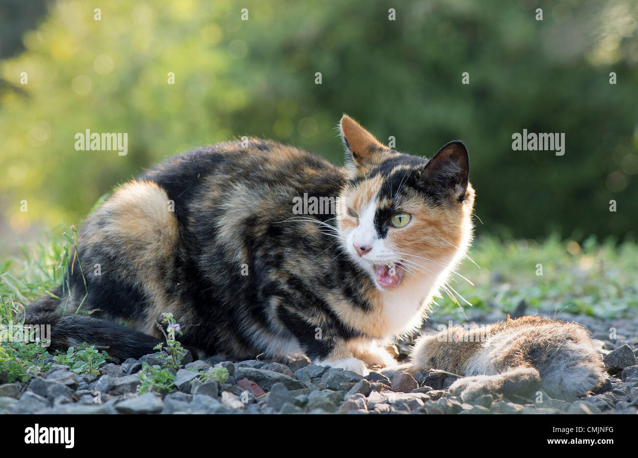 Chat Tue Lapin Banque D Image Et Photos Alamy