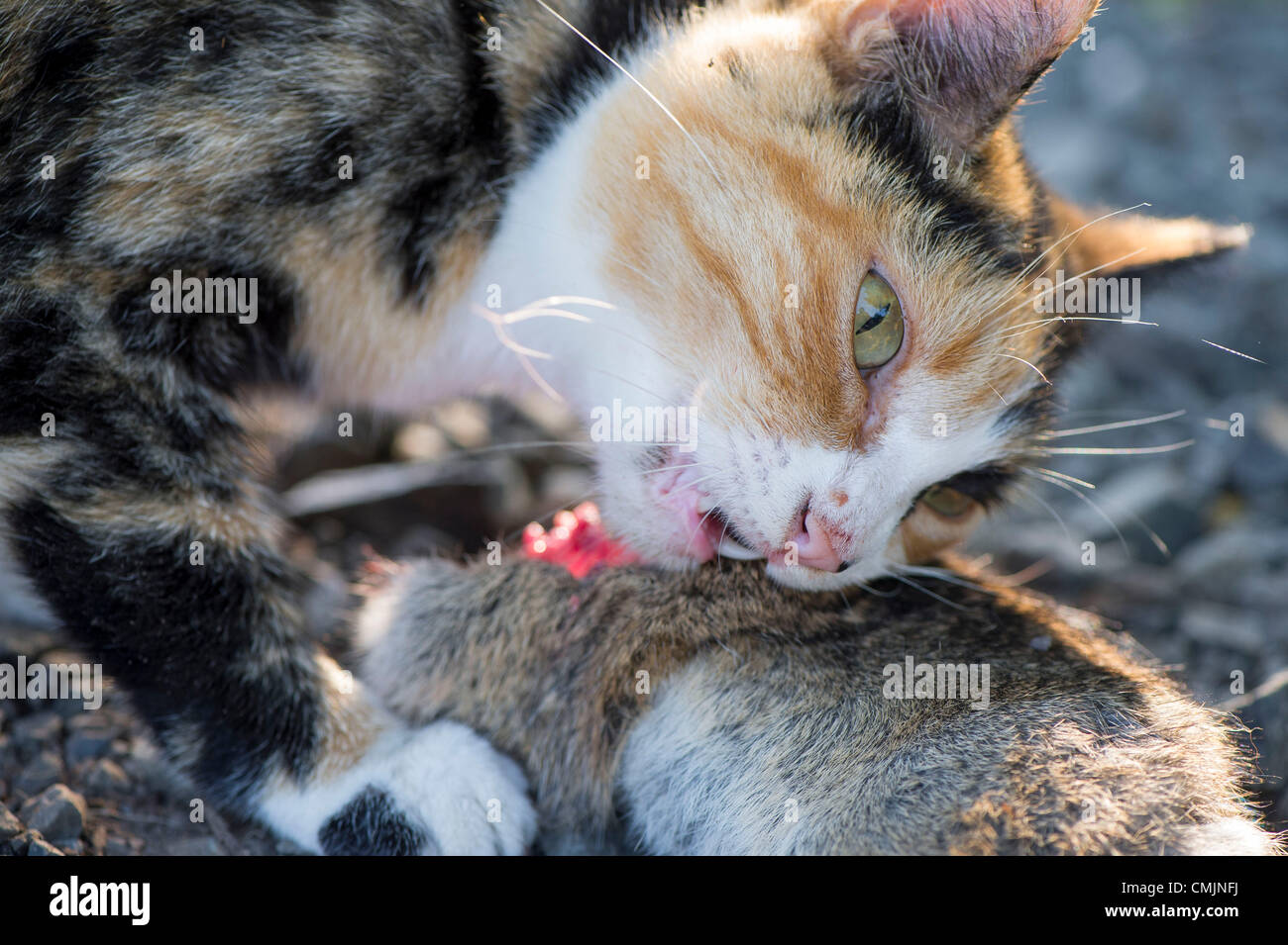 Chat Tue Lapin Banque De Photographies Et D Images A Haute Resolution Alamy