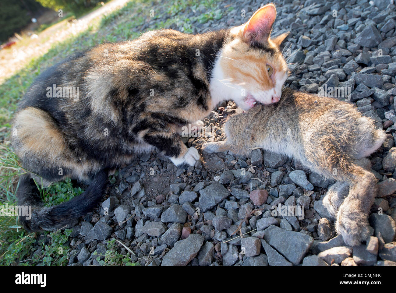 Chat Tue Lapin Banque De Photographies Et D Images A Haute Resolution Alamy