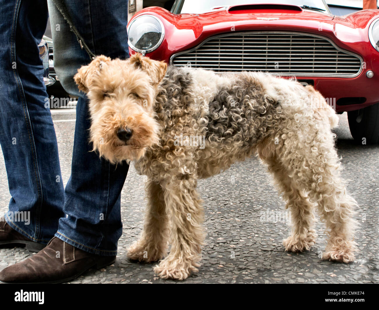 Londres, Royaume-Uni. 2 novembre 2013. Regent Street Motor Show. Le fox terrier avec Aston Martin. Credit : Cabanel/Alamy Live News Banque D'Images