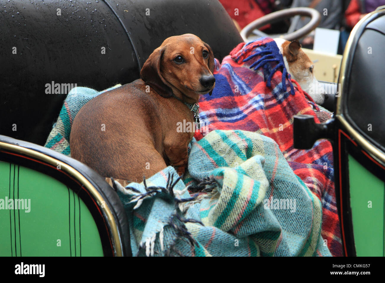 Un chien de compagnie passager sur la banquette arrière du véhicule en tant que participants dans le Royal Automobile Club's London to Brighton Veteran Rallye automobile assemblage à Regent Street à la veille de l'événement. Banque D'Images