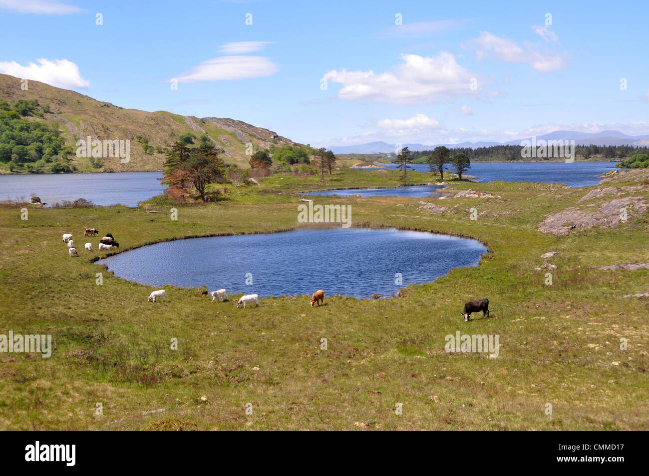 Au pâturage du bétail vu des étangs situés près de Parc Gleninchaquin sur Péninsule de Beara à proximité de Kenmare, photo prise le 30 mai 2013. L'Irlande a une population de 4,5 millions de personnes. Le nombre de bovins s'élève à 6 millions de dollars. Photo : Frank Baumgart Banque D'Images