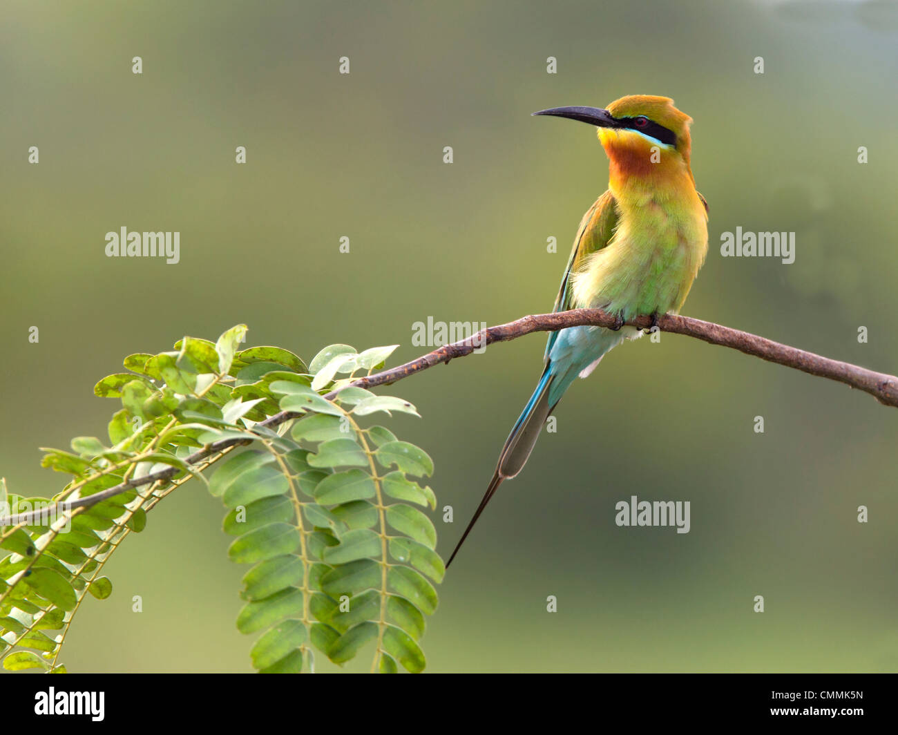 Blue-tailed bee-eater, Yala Banque D'Images