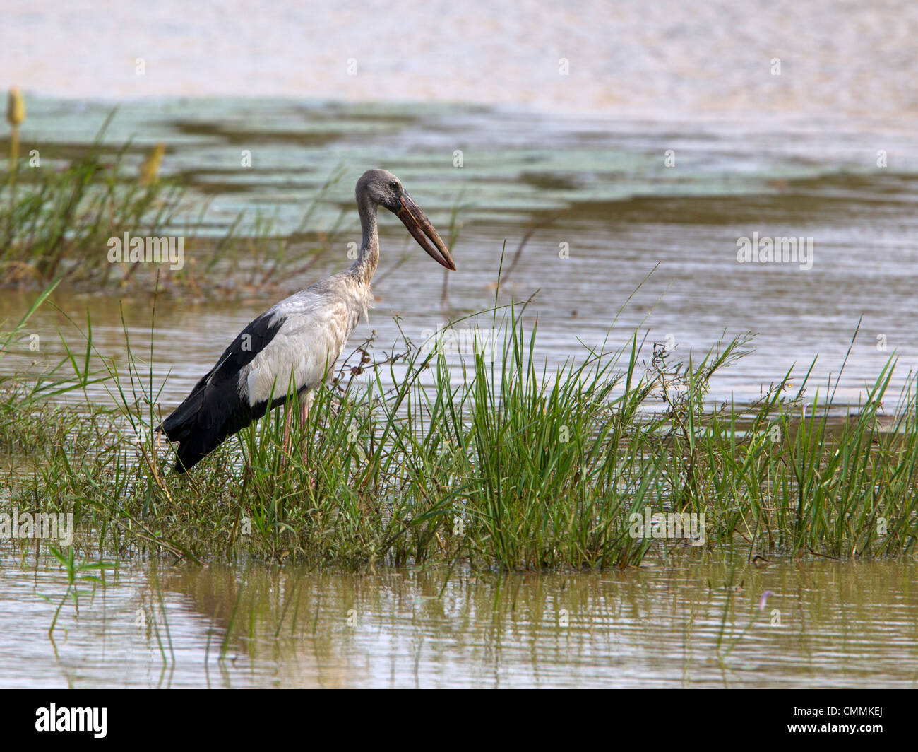 Asian openbill stork, Yala Banque D'Images