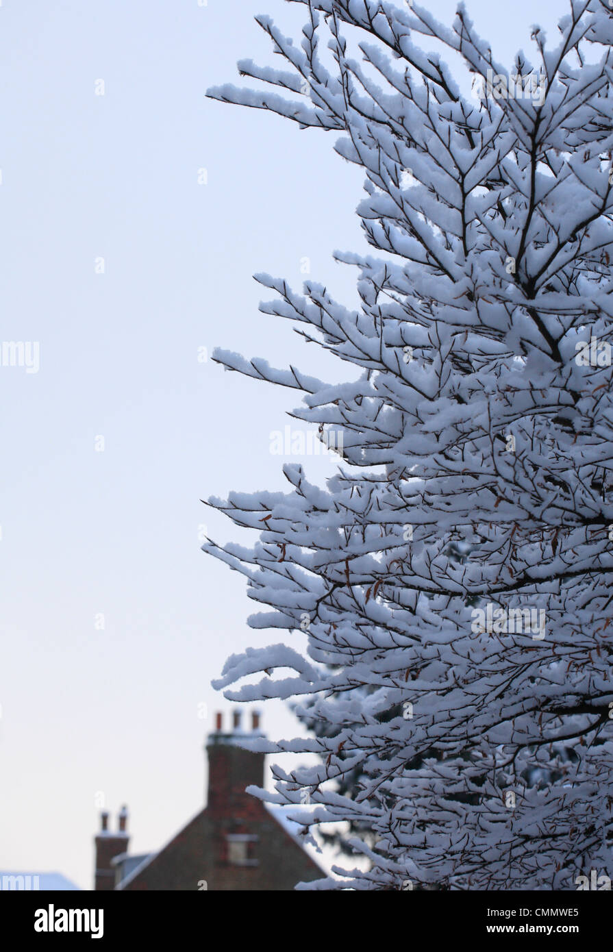 La neige sur les branches sur un arbre avec des toits derrière. Banque D'Images