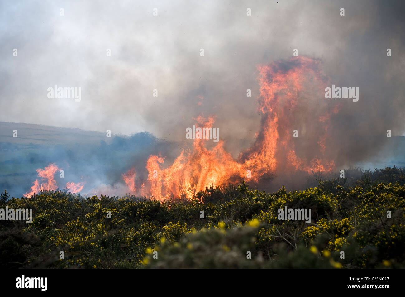 Le brûlage dirigé ou contrôlé, également connu sous le nom de réduction des dangers de brûlure ou Swailing à Dartmoor,Devon,l'ajonc, swaling,bracken Banque D'Images