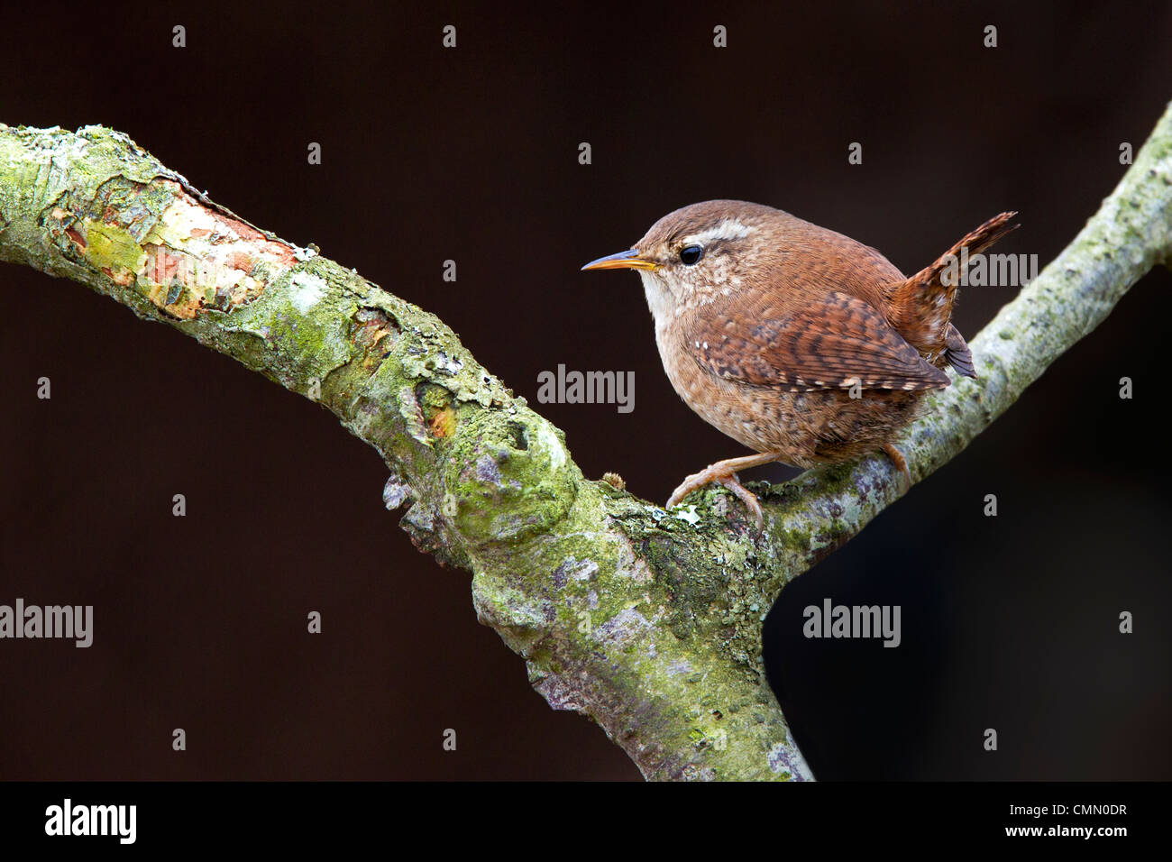 Wren Banque D'Images