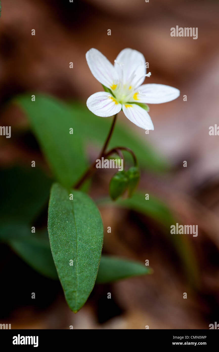 La beauté du printemps est une fleur éphémère, ce qui signifie que c'est un début de bloomer tandis que la lumière peut atteindre le sol de la forêt avant que les feuilles sont en pleine croissance au cours de laquelle il meurt à ses parties souterraines. c'est un très petit, de fleurs sauvages avec des algues que 1/2 pouce ou si de diamètre. Il peut former des colonies qui recouvrent le sol forestier en grandes parcelles. Cette image a été prise à sosebee cove off wolfpen gap Road dans la Géorgie du nord. La face nord Cove est un trésor de fleurs sauvages tout au long du printemps. Banque D'Images