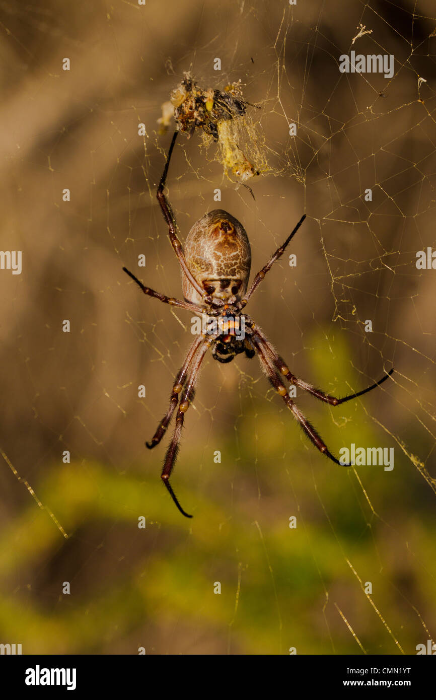 Orb Spider Web Rottnest Island Banque D'Images