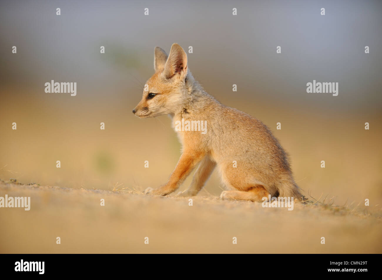Bengal fox (Vulpes bengalensis), Indian fox Banque D'Images