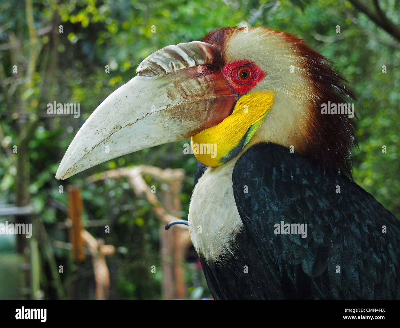 Rangkong est un grand oiseau avec un gros bec de bornéo, Indonésie Banque D'Images