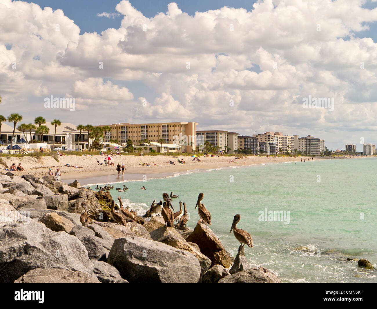 Pelican sur les rochers sur la plage de Venice en Floride Banque D'Images