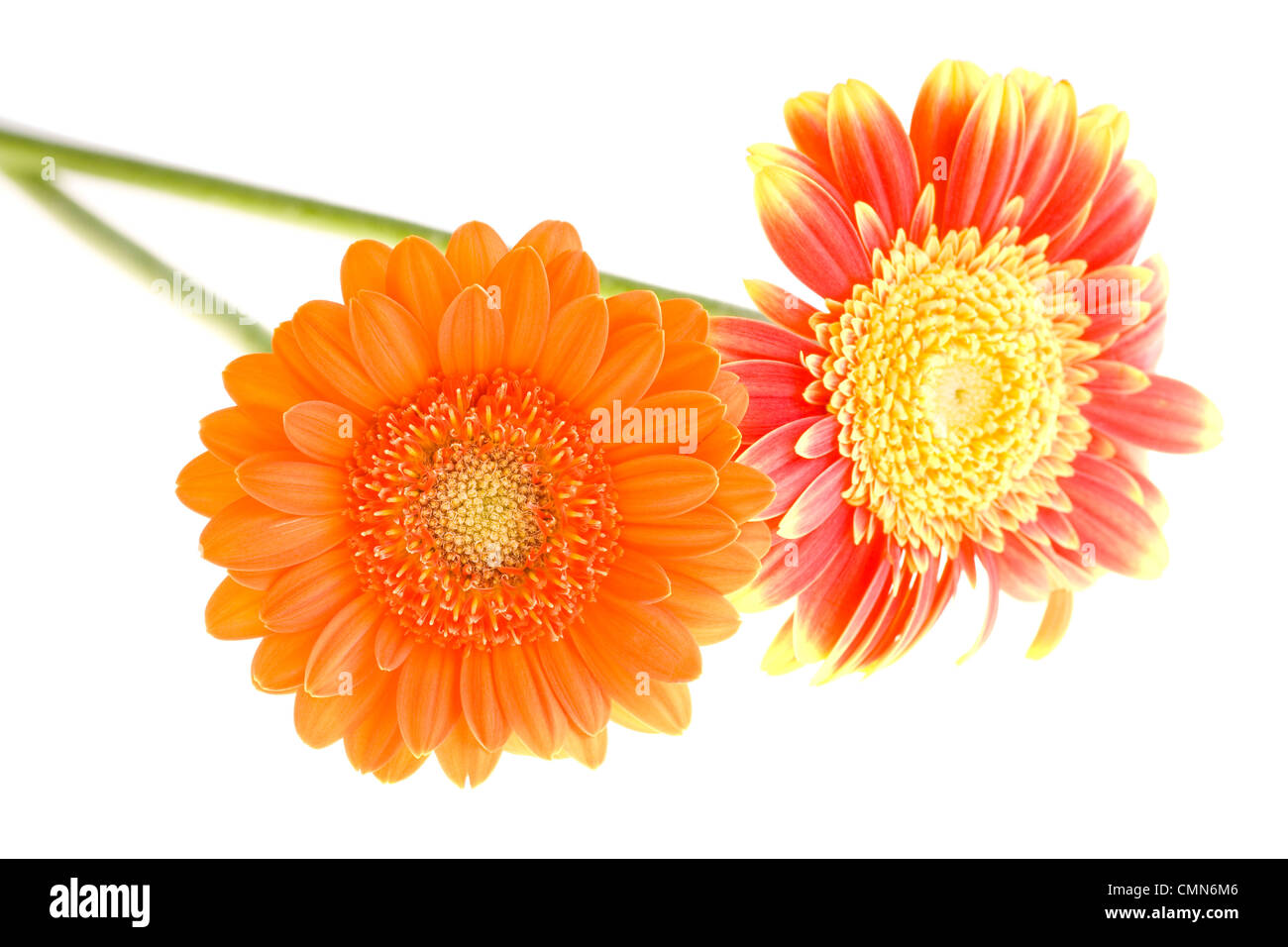 L'orange et le jaune de la famille des marguerites gerbera Banque D'Images