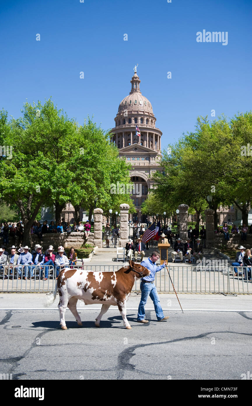 Défilé des jeunes leur champion steer au Texas Capitol en Grand Champion final jugement à l'étoile du Texas Rodeo, Austin TX Banque D'Images