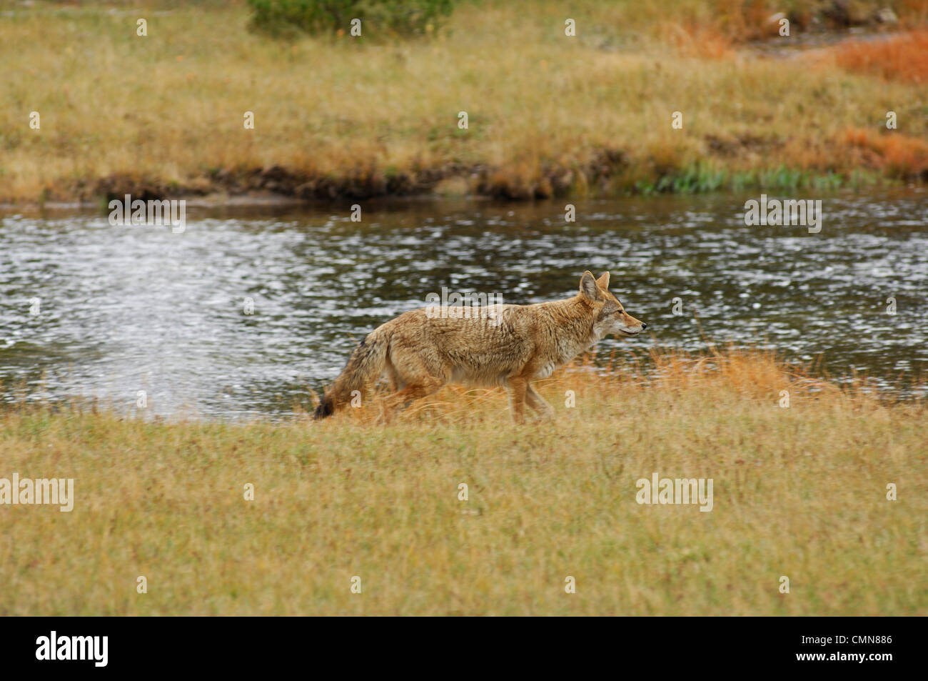 USA, Wyoming, le coyote chasse le long de rivière, Parc National de Yellowstone Banque D'Images